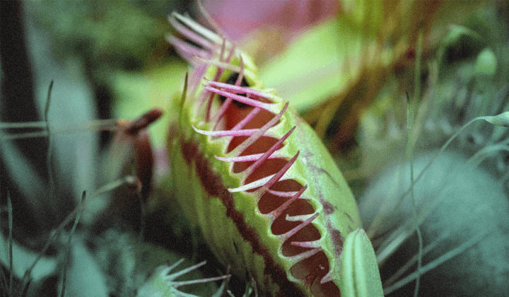 SolarWinds Web Help Desk Exploitation - 2026 年 2 月