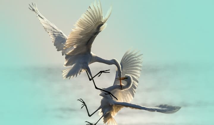 Actualización del conjunto de intrusiones REF2924 y campañas relacionadas